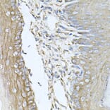 Anti-CALU Antibody from Bioworld Technology (BS6483) - Antibodies.com