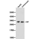 Anti-CRP Antibody from Bioworld Technology (BS6484) - Antibodies.com