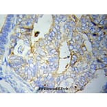 Anti-CRP Antibody from Bioworld Technology (BS6484) - Antibodies.com
