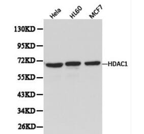 Anti-HDAC1 Antibody from Bioworld Technology (BS6485) - Antibodies.com