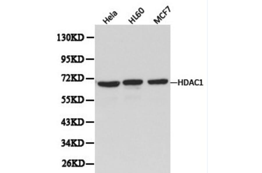 Anti-HDAC1 Antibody from Bioworld Technology (BS6485) - Antibodies.com