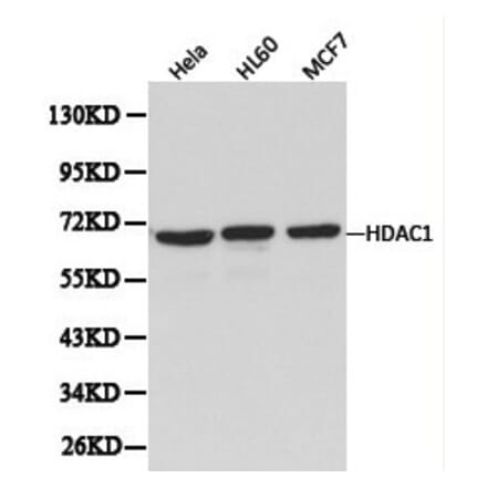 Anti-HDAC1 Antibody from Bioworld Technology (BS6485) - Antibodies.com