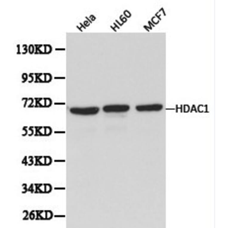 Anti-HDAC1 Antibody from Bioworld Technology (BS6485) - Antibodies.com