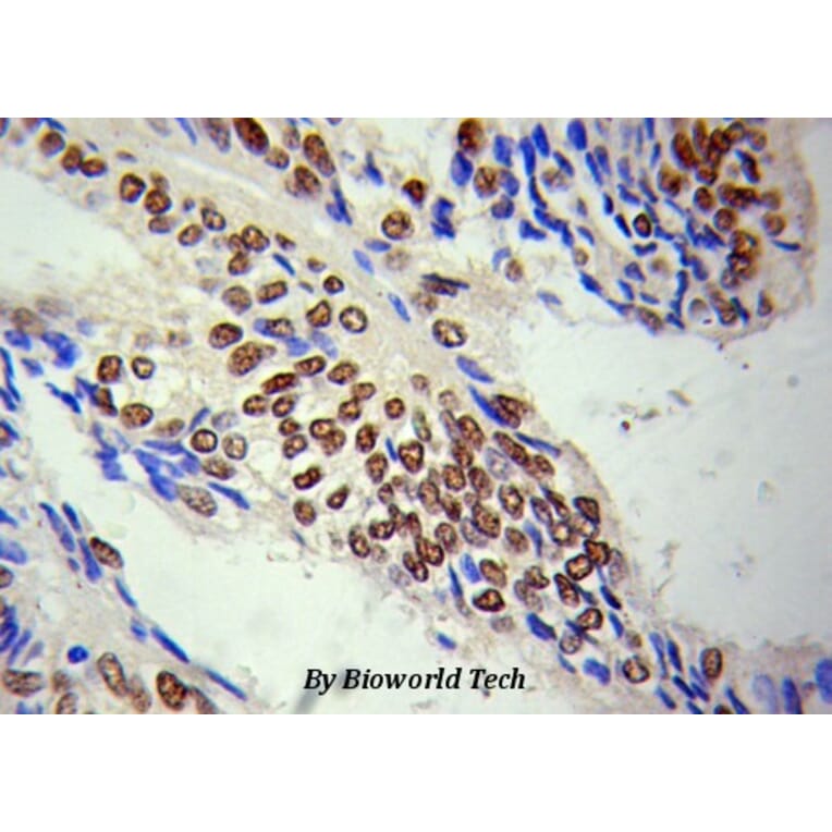 Anti-HDAC1 Antibody from Bioworld Technology (BS6485) - Antibodies.com