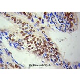 Anti-HDAC1 Antibody from Bioworld Technology (BS6485) - Antibodies.com