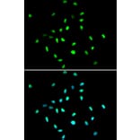 Anti-HDAC1 Antibody from Bioworld Technology (BS6485) - Antibodies.com