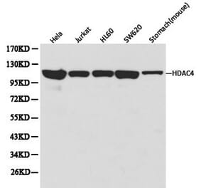 Anti-HDAC4 Antibody from Bioworld Technology (BS6486) - Antibodies.com