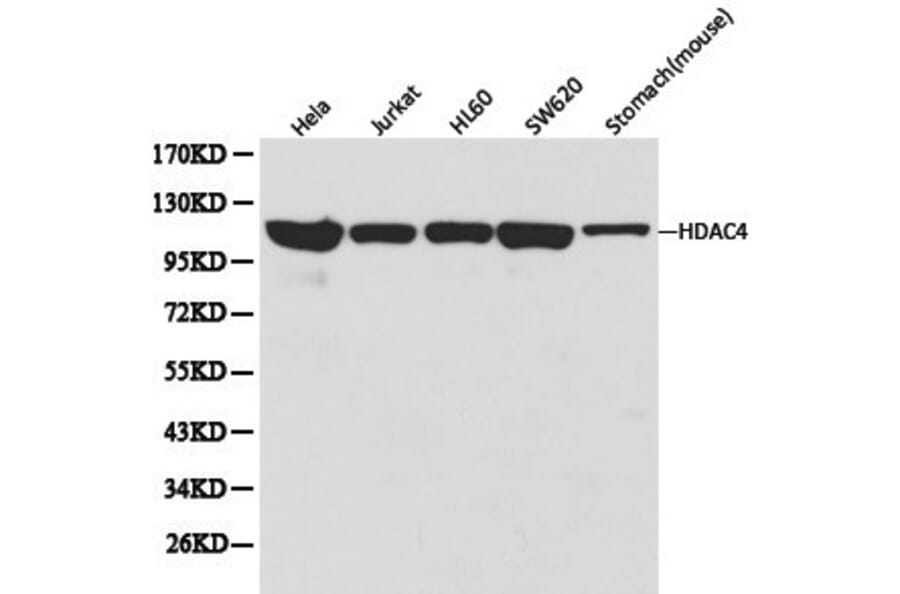 Anti-HDAC4 Antibody from Bioworld Technology (BS6486) - Antibodies.com