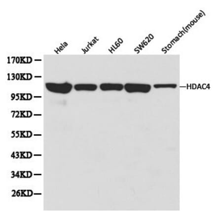 Anti-HDAC4 Antibody from Bioworld Technology (BS6486) - Antibodies.com