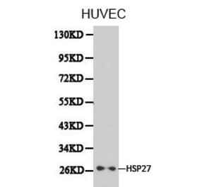 Anti-IKBKE Antibody from Bioworld Technology (BS6488) - Antibodies.com