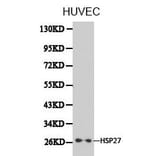 Anti-IKBKE Antibody from Bioworld Technology (BS6488) - Antibodies.com