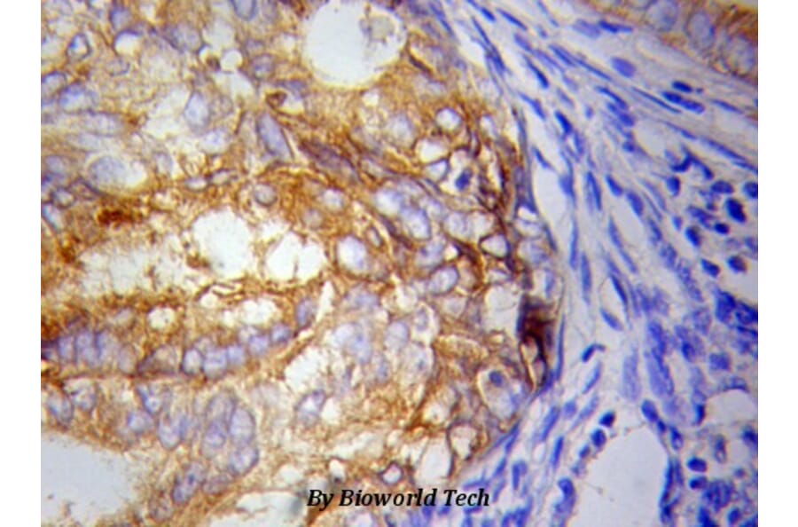 Anti-IKBKE Antibody from Bioworld Technology (BS6488) - Antibodies.com