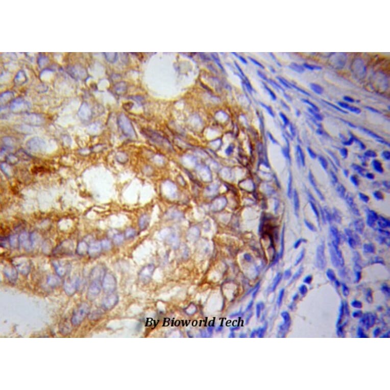 Anti-IKBKE Antibody from Bioworld Technology (BS6488) - Antibodies.com