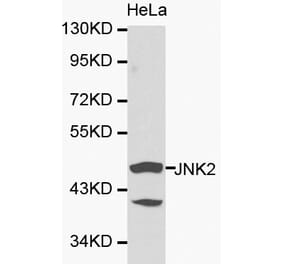 Anti-JNK2 Antibody from Bioworld Technology (BS6489) - Antibodies.com