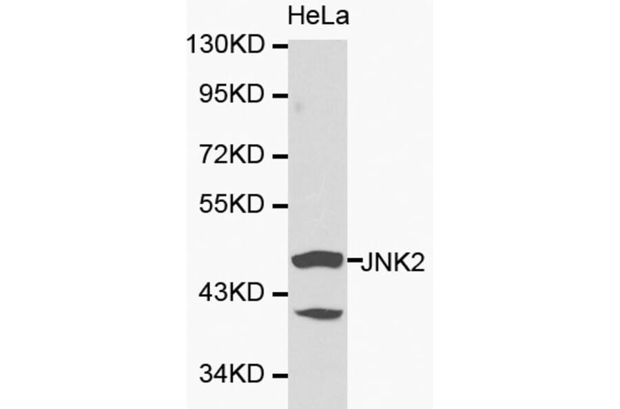 Anti-JNK2 Antibody from Bioworld Technology (BS6489) - Antibodies.com