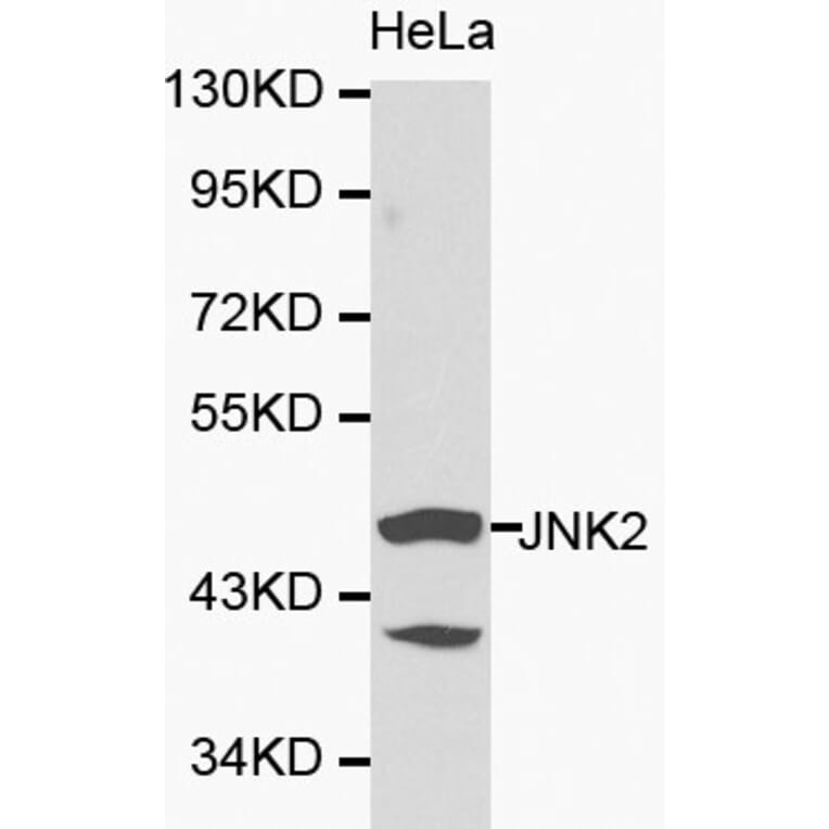 Anti-JNK2 Antibody from Bioworld Technology (BS6489) - Antibodies.com