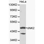 Anti-JNK2 Antibody from Bioworld Technology (BS6489) - Antibodies.com