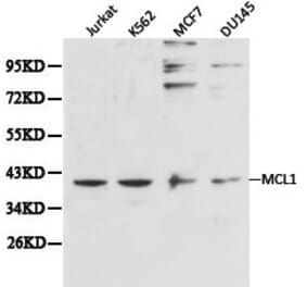 Anti-MCL1 Antibody from Bioworld Technology (BS6490) - Antibodies.com
