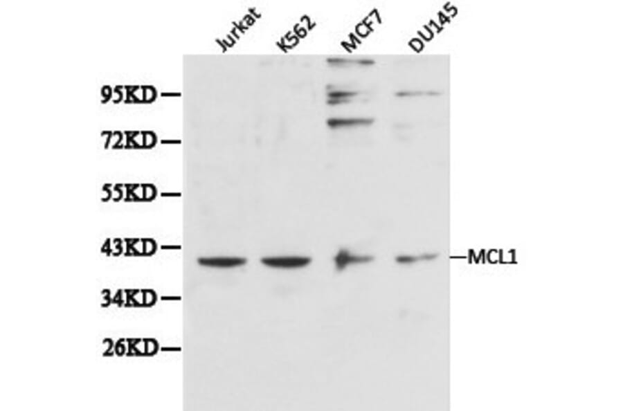 Anti-MCL1 Antibody from Bioworld Technology (BS6490) - Antibodies.com