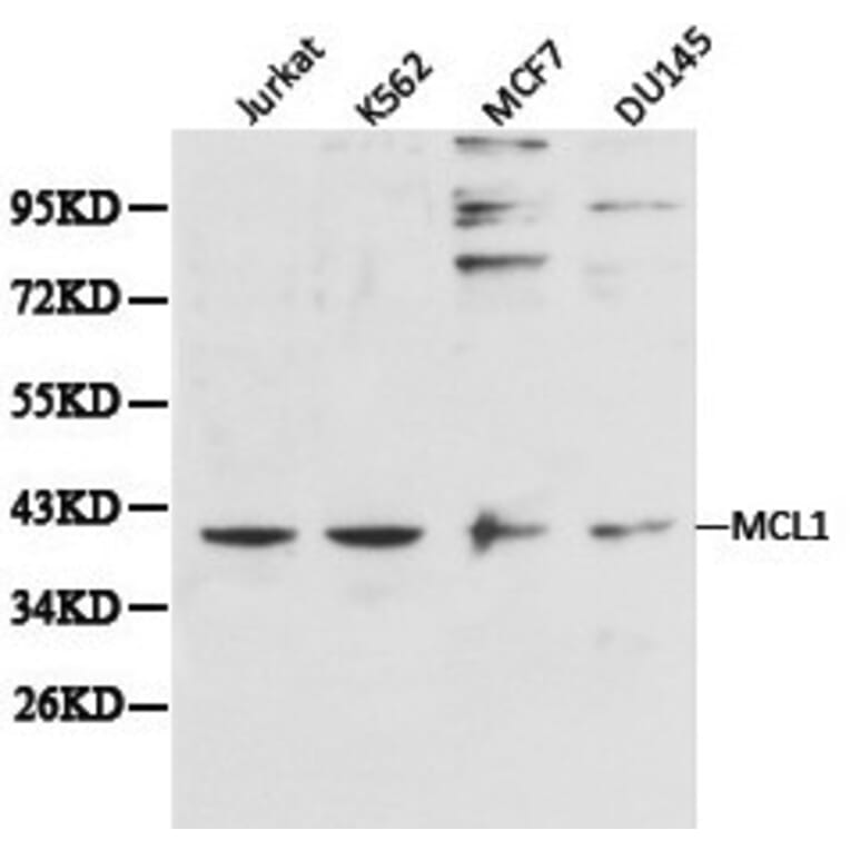 Anti-MCL1 Antibody from Bioworld Technology (BS6490) - Antibodies.com