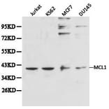 Anti-MCL1 Antibody from Bioworld Technology (BS6490) - Antibodies.com