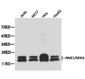 Anti-NM23-H1 (NDKA) Antibody from Bioworld Technology (BS6492) - Antibodies.com