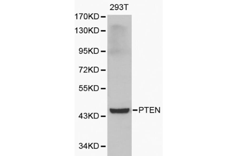 Anti-PTEN Antibody from Bioworld Technology (BS6493) - Antibodies.com