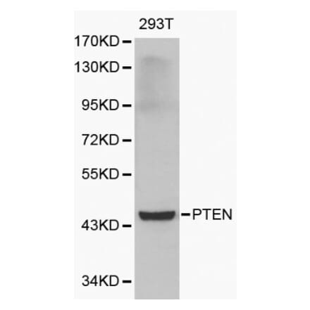 Anti-PTEN Antibody from Bioworld Technology (BS6493) - Antibodies.com