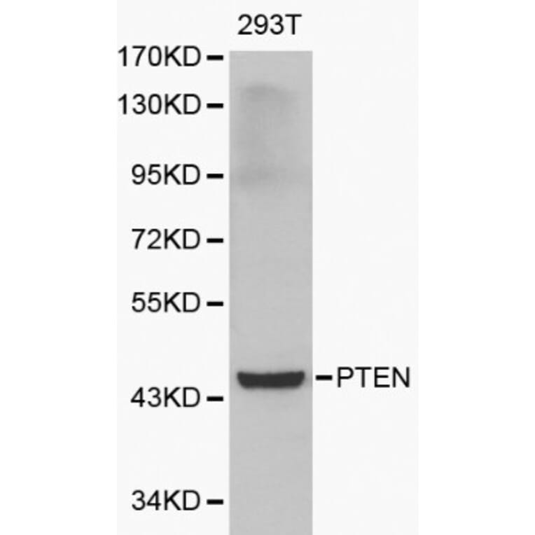 Anti-PTEN Antibody from Bioworld Technology (BS6493) - Antibodies.com