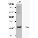 Anti-PTEN Antibody from Bioworld Technology (BS6493) - Antibodies.com