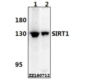Anti-SIRT1 Antibody from Bioworld Technology (BS6494) - Antibodies.com