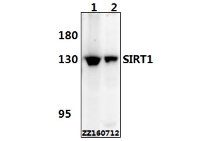 Anti-SIRT1 Antibody from Bioworld Technology (BS6494) - Antibodies.com