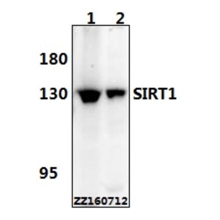 Anti-SIRT1 Antibody from Bioworld Technology (BS6494) - Antibodies.com