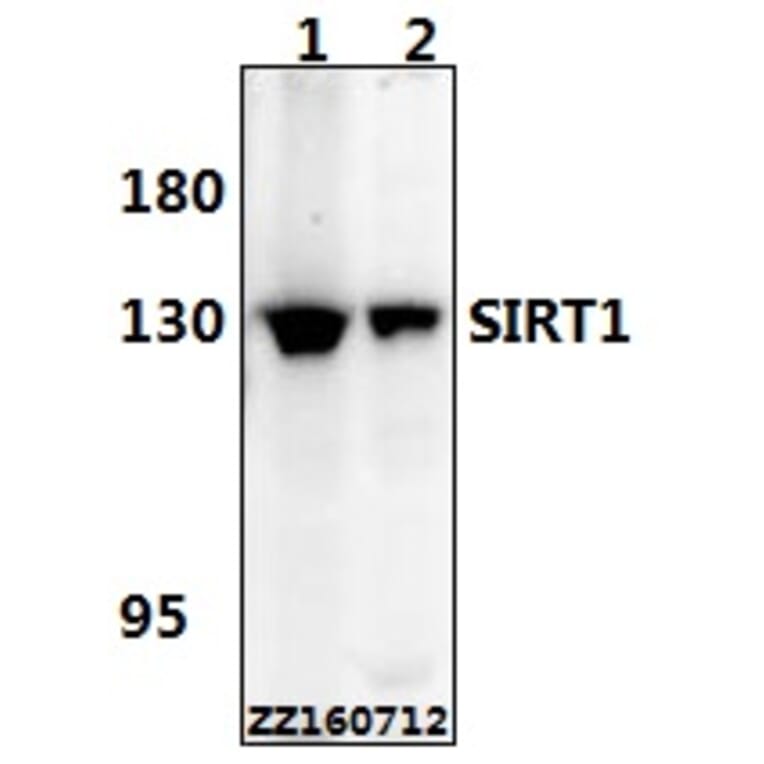 Anti-SIRT1 Antibody from Bioworld Technology (BS6494) - Antibodies.com