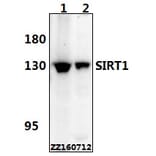 Anti-SIRT1 Antibody from Bioworld Technology (BS6494) - Antibodies.com