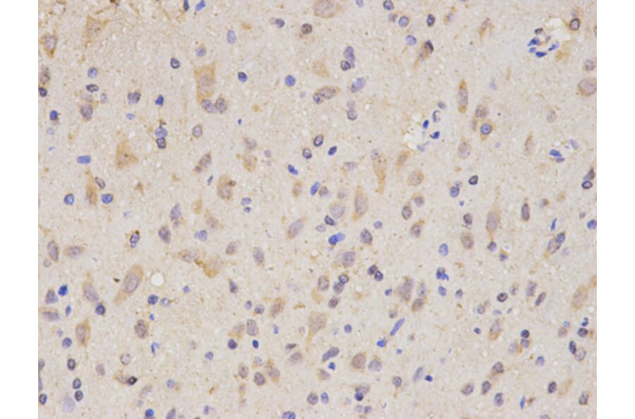 Anti-SIRT1 Antibody from Bioworld Technology (BS6494) - Antibodies.com