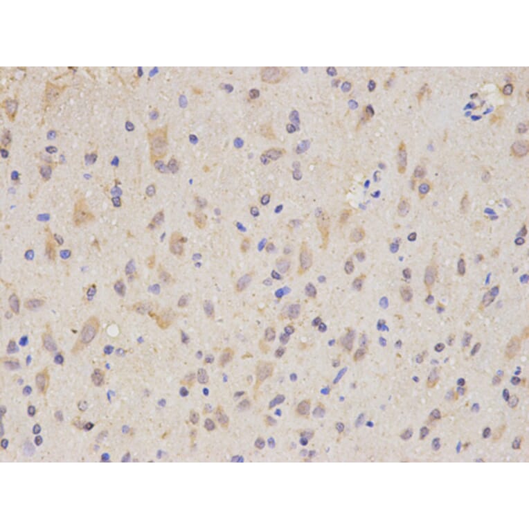 Anti-SIRT1 Antibody from Bioworld Technology (BS6494) - Antibodies.com