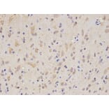 Anti-SIRT1 Antibody from Bioworld Technology (BS6494) - Antibodies.com