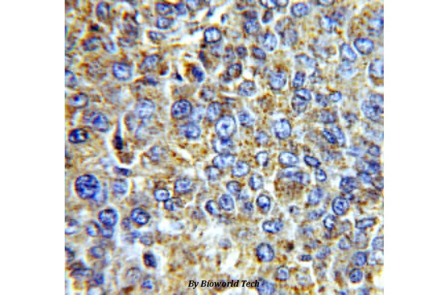 Anti-VEGF-A Antibody from Bioworld Technology (BS6496) - Antibodies.com