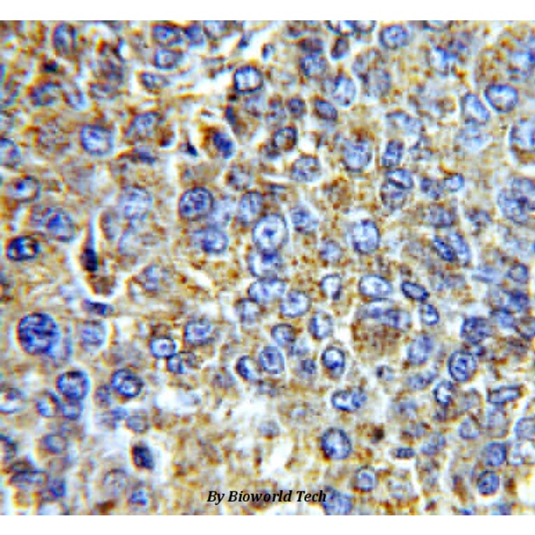 Anti-VEGF-A Antibody from Bioworld Technology (BS6496) - Antibodies.com