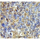 Anti-VEGF-A Antibody from Bioworld Technology (BS6496) - Antibodies.com