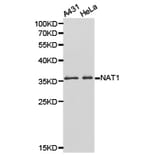 Anti-NAT1 Antibody from Bioworld Technology (BS6508) - Antibodies.com