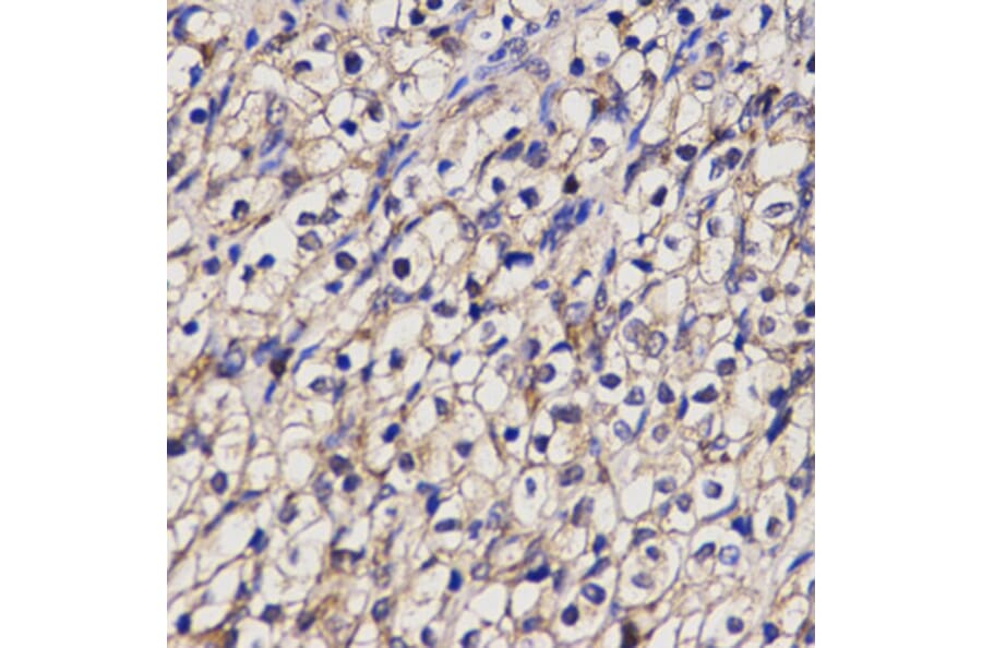 Anti-NAT1 Antibody from Bioworld Technology (BS6508) - Antibodies.com