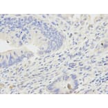 Anti-ADH5 Antibody from Bioworld Technology (BS6512) - Antibodies.com