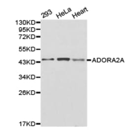 Anti-ADORA2A Antibody from Bioworld Technology (BS6513) - Antibodies.com