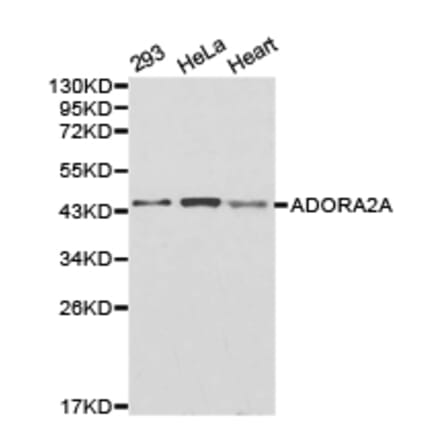 Anti-ADORA2A Antibody from Bioworld Technology (BS6513) - Antibodies.com