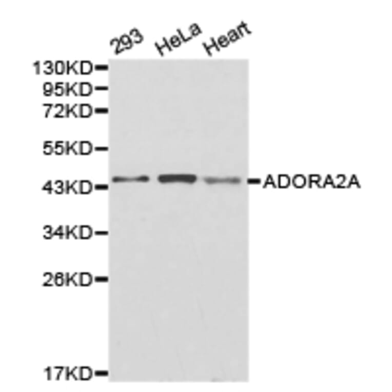 Anti-ADORA2A Antibody from Bioworld Technology (BS6513) - Antibodies.com