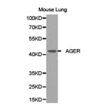 Anti-AGER Antibody from Bioworld Technology (BS6515) - Antibodies.com