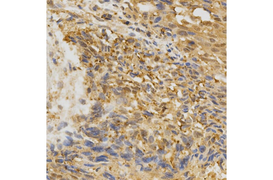 Anti-AGER Antibody from Bioworld Technology (BS6515) - Antibodies.com