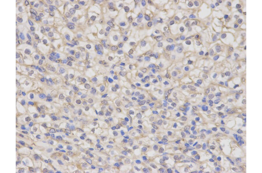 Anti-NR0B1 Antibody from Bioworld Technology (BS6516) - Antibodies.com